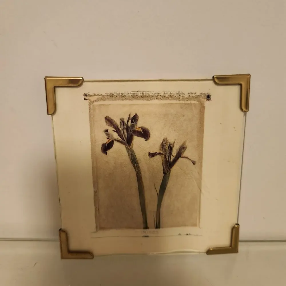 Vintage 4x4 framed Iris Botanical Picture